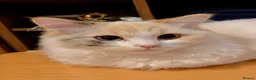 Mixed Breed cats for sale: Kitten for rehoming - Advert 3