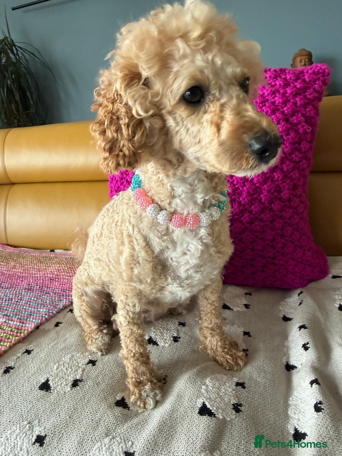 Poochon dogs Beautiful Poochon Puppies - Advert 15