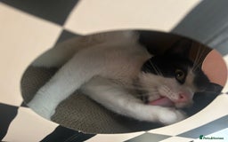 Domestic Shorthair cats for sale: Male loving cat £30 - Image 2