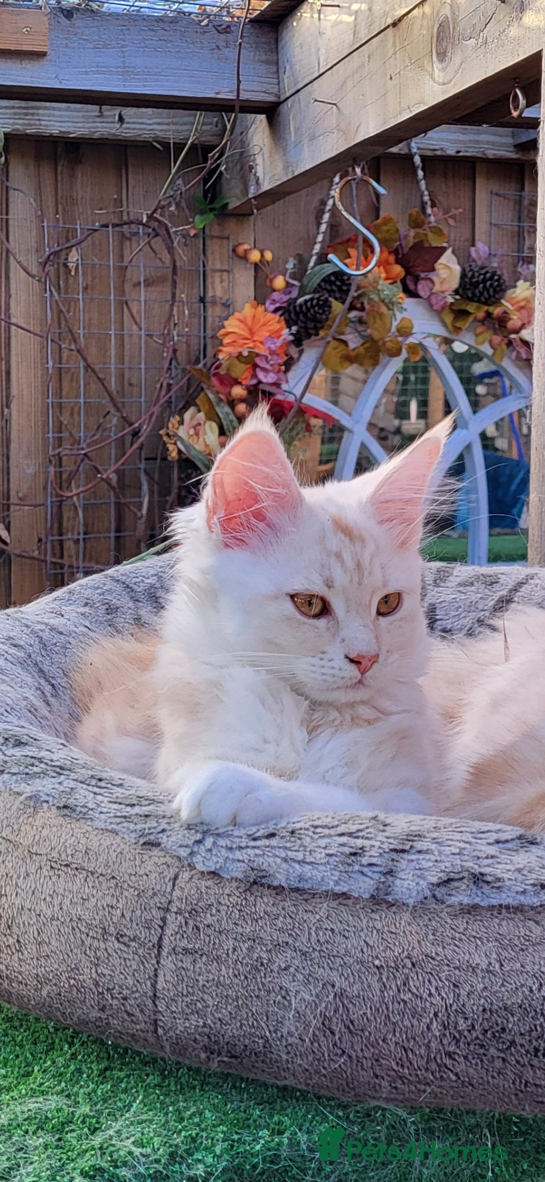 Maine Coon cats for sale: Maine coon kitten ready now - Advert 1