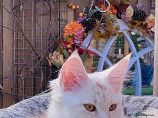 Maine Coon cats Maine coon kitten ready now - Advert 1