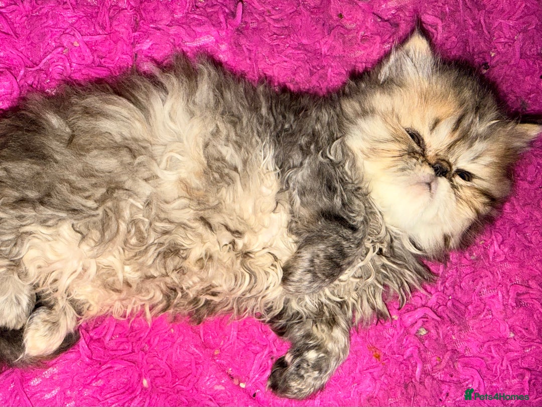 Persian cats for sale: Stunning GCCF reg Persians – Born Halloween 2025  - Advert 26