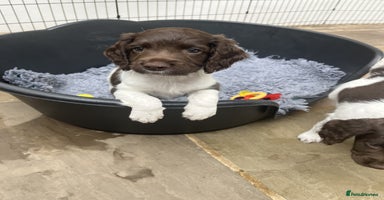 English Springer Spaniel dogs - Advert 3