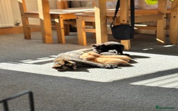 British Shorthair cats for sale: Beautiful black kittens  - Image 4