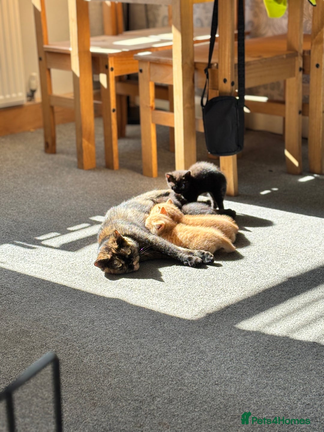 British Shorthair cats for sale: Beautiful black kittens  - Image 4
