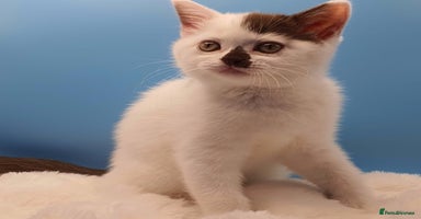 Selkirk Rex cats - Advert 15