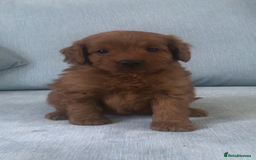 Cockapoo dogs for sale: Toy F1B cockapoo pups - Image 7