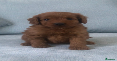 Cockapoo dogs - Advert 8