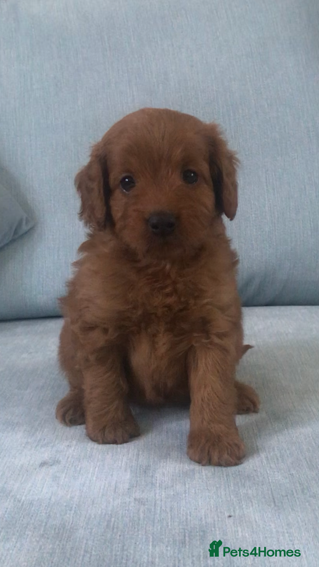Cockapoo dogs for sale: Toy F1B cockapoo pups - Image 7