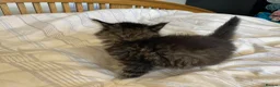 Maine Coon cats for sale: Maine coon kittens for sale  - Advert 14