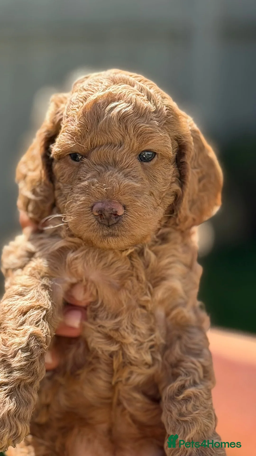 Cockapoo dogs for sale: Cockapoo Puppies Looking for Their Forever Homes - Advert 1