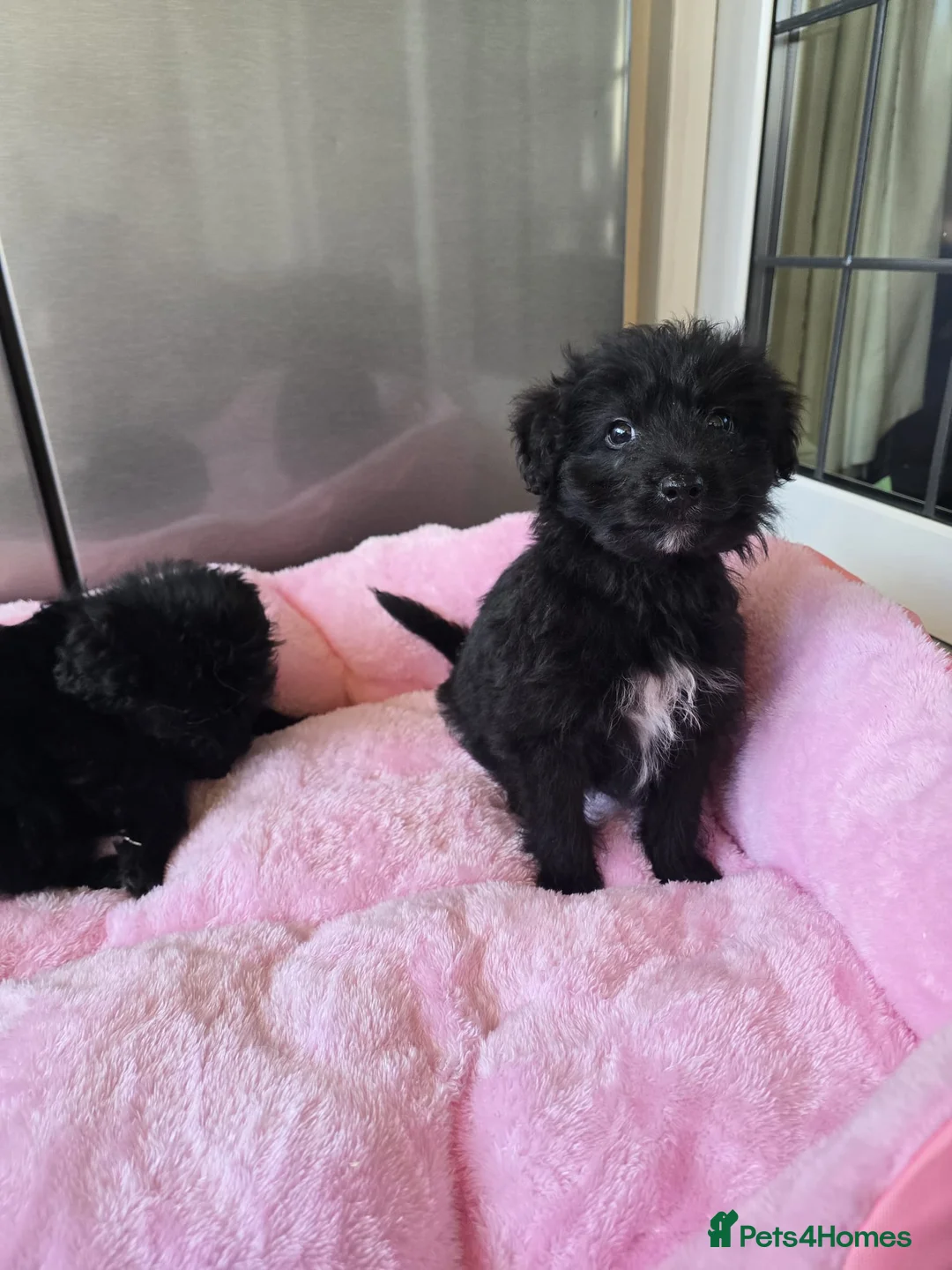 Cockapoo dogs for sale: Cockapoo puppies  in Romford - Advert 5