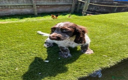 Cocker Spaniel dogs for sale: 2 Cocker spaniel puppies available  - Image 14