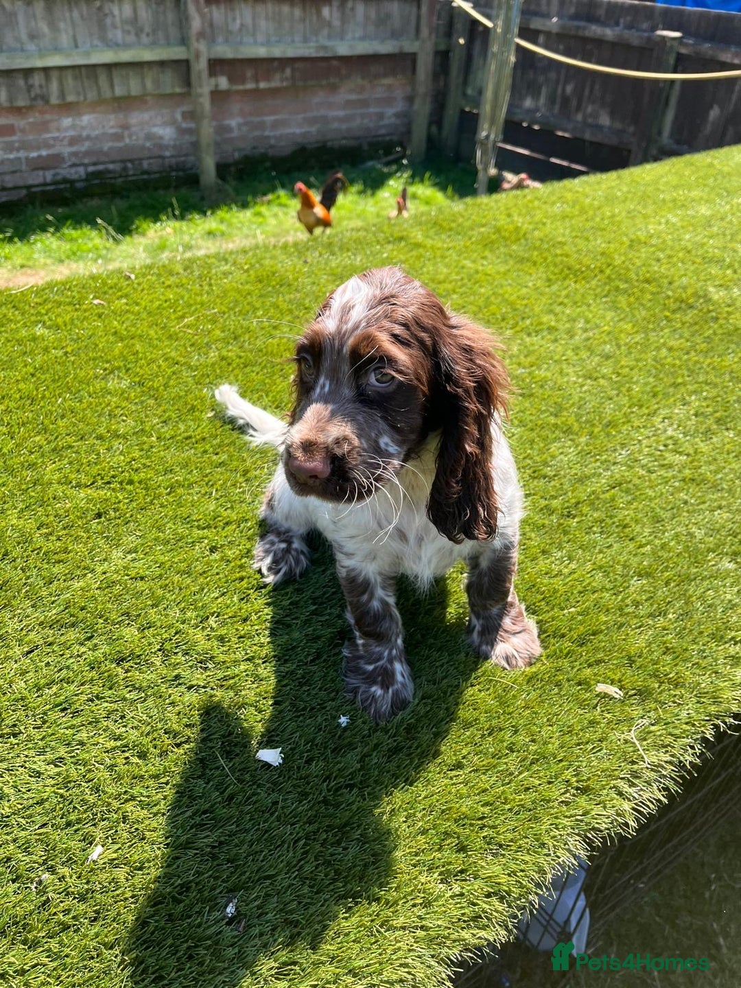 Cocker Spaniel dogs for sale: 2 Cocker spaniel puppies available  - Image 14
