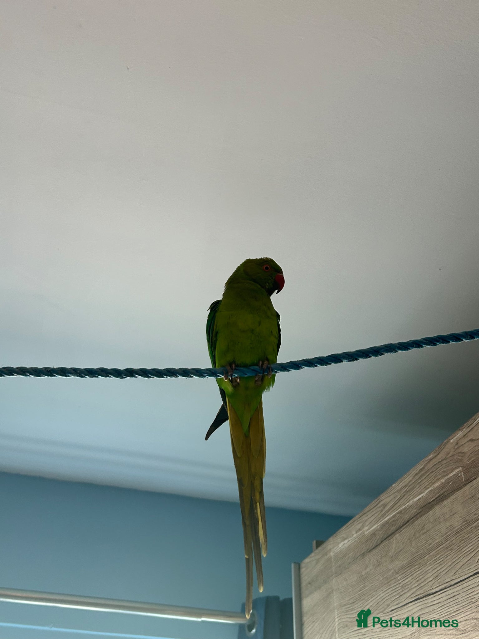 Parrots birds Parrot Named thor nice bird colour is blue green!! - Advert 1