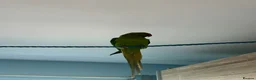 Parrots birds for sale: Parrot Named thor nice bird colour is blue green!! in Caerphilly - Advert 1