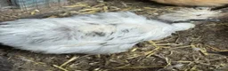 Chickens poultry for sale: Roosters, hens and chicks for sale - Advert 5