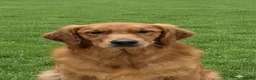 Golden Retriever dogs for stud: Stunning, proven health tested stud dog. - Advert 11