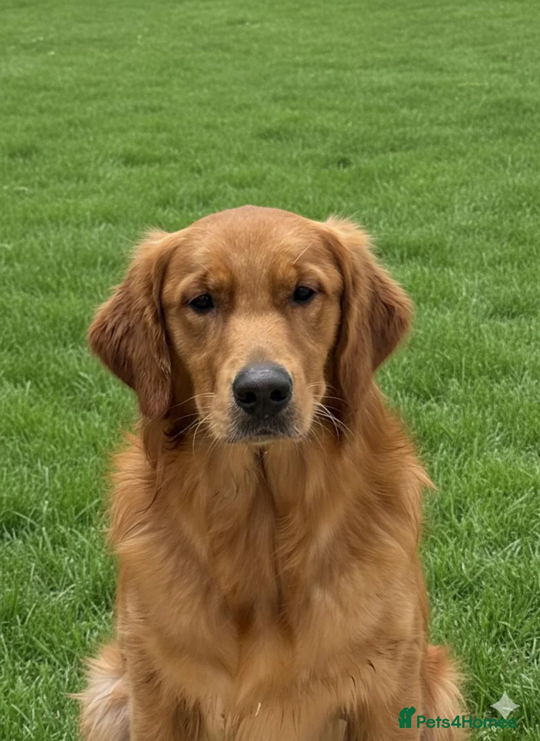 Golden Retriever dogs for stud: Stunning, proven health tested stud dog. - Advert 11