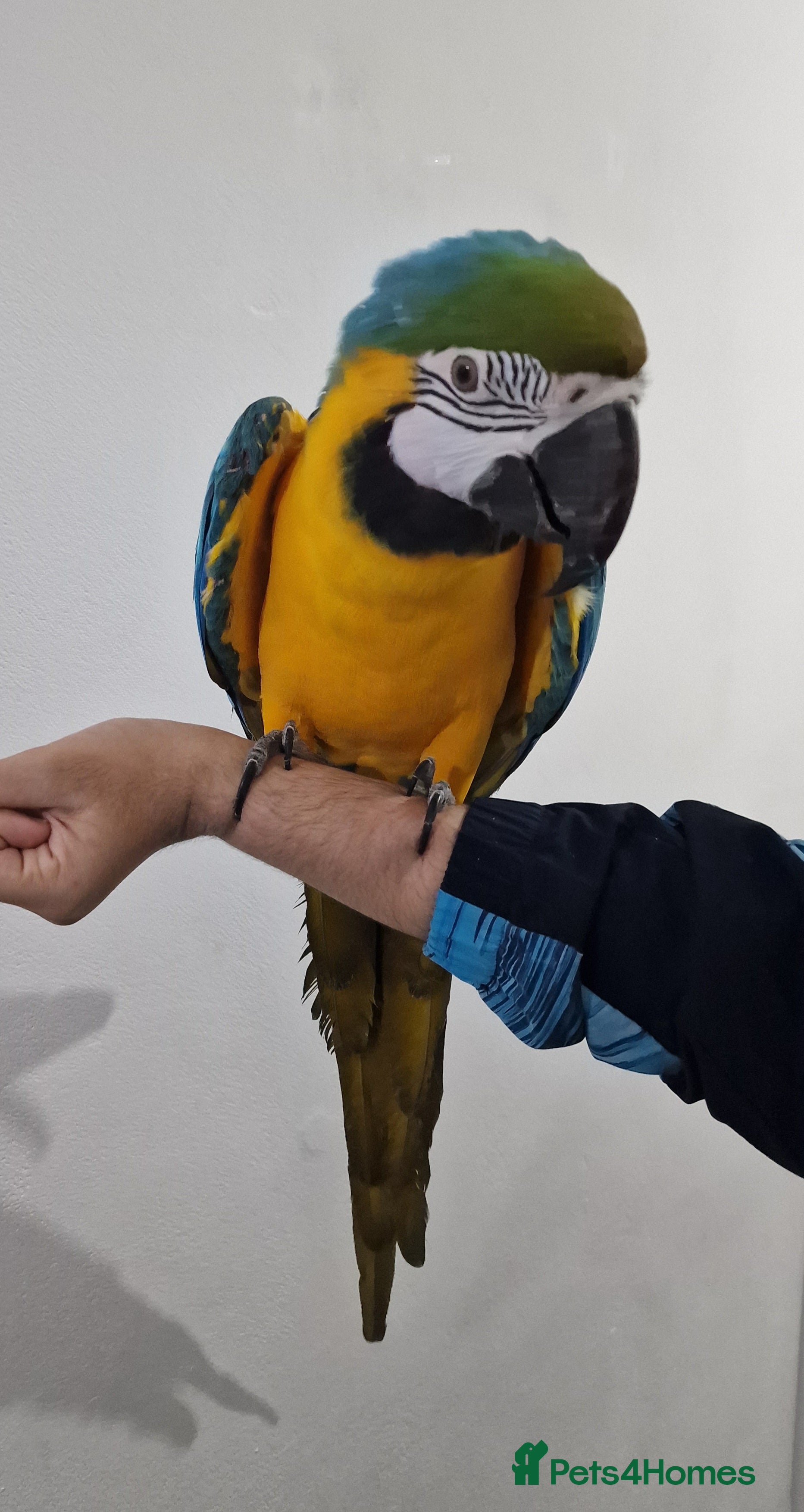 Budgerigars birds Tame Blue&Gold Macaw For Sale. - Advert 2