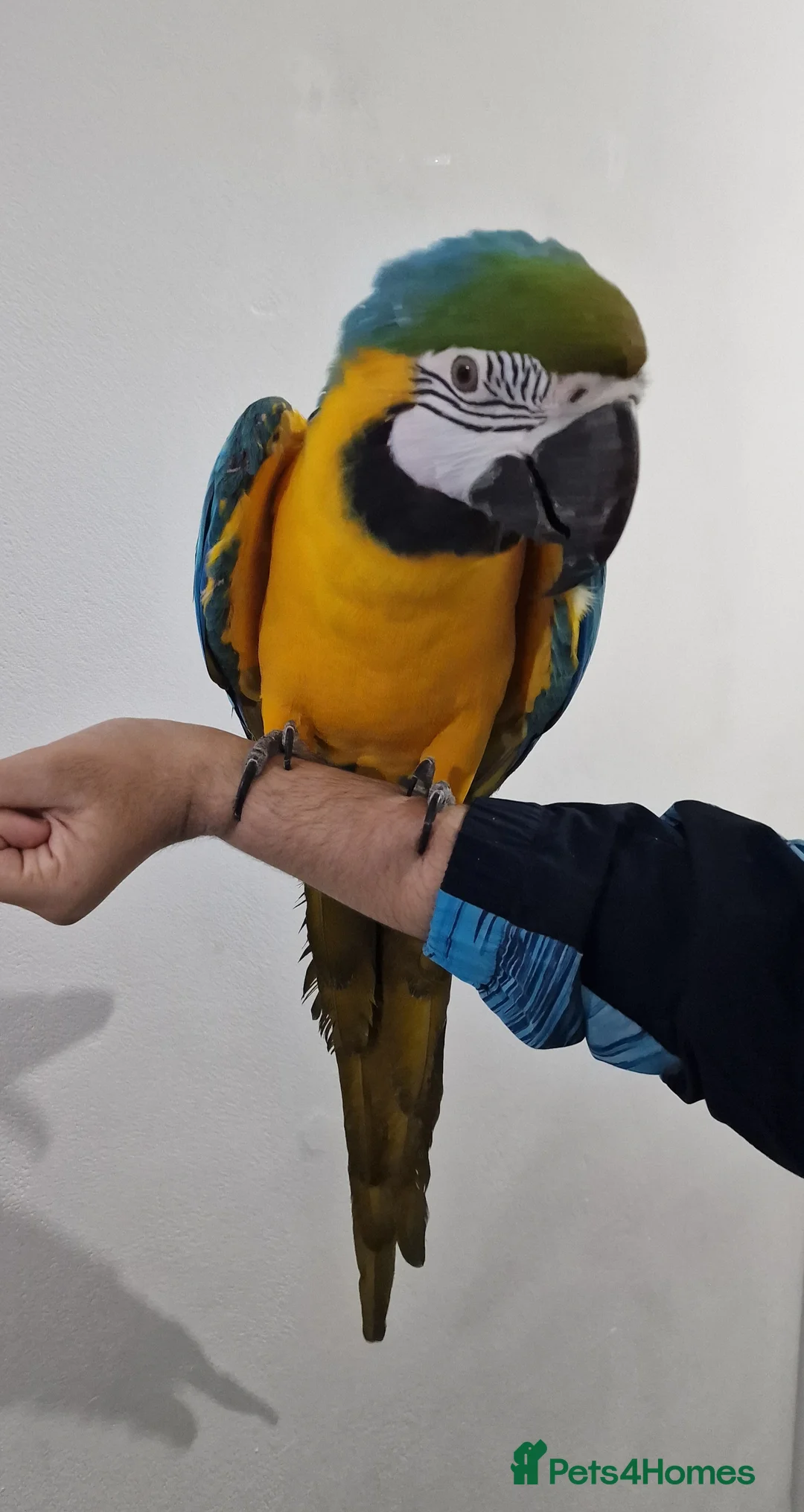 Budgerigars birds for sale: Tame Blue&Gold Macaw For Sale. - Advert 2
