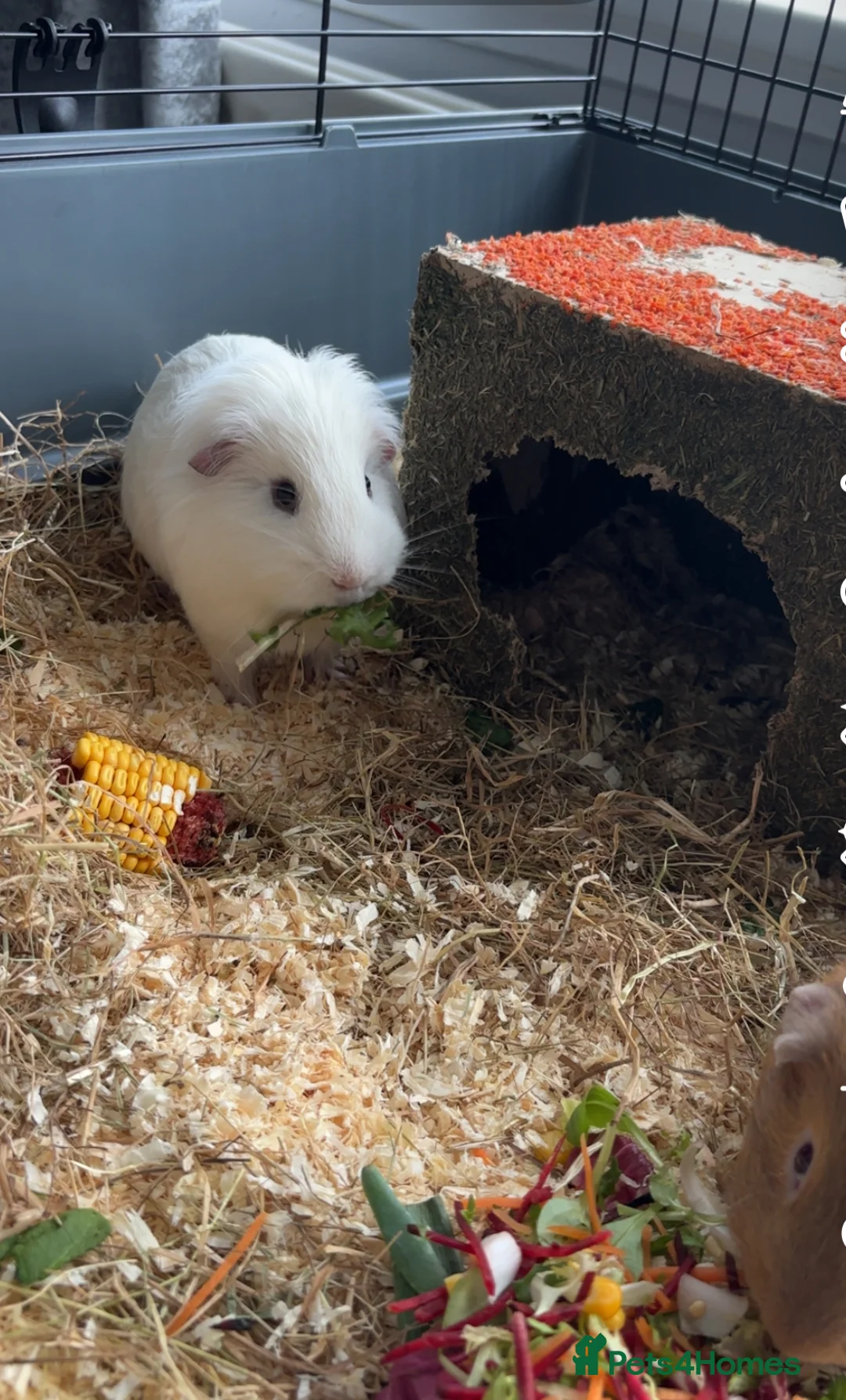Guinea Pig rodents for sale: Guinea pigs male x2  - Advert 2