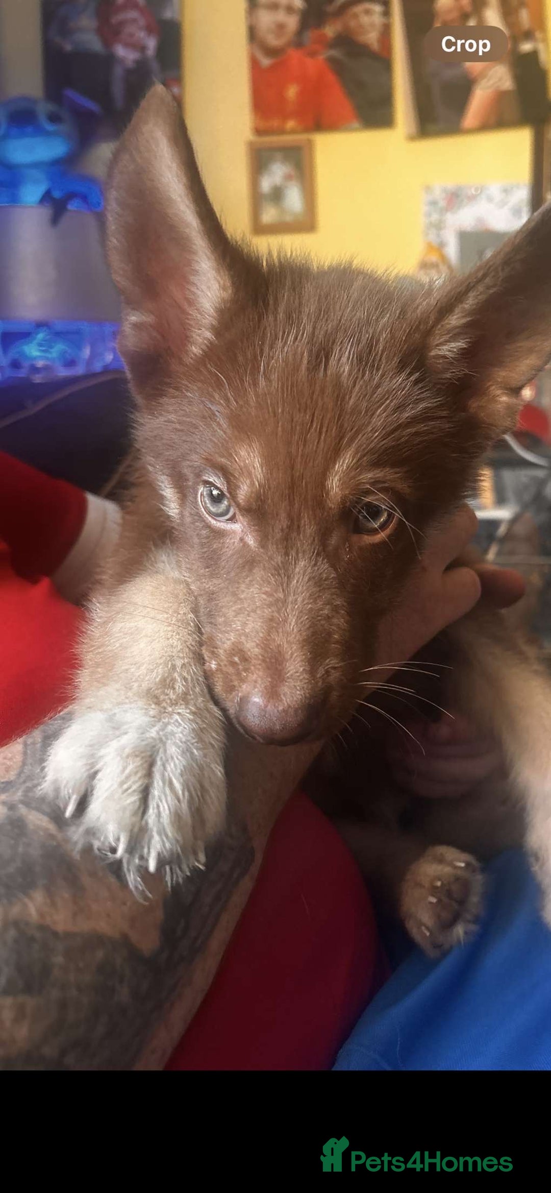 Shepsky dogs for sale: Shepsky - Image 2