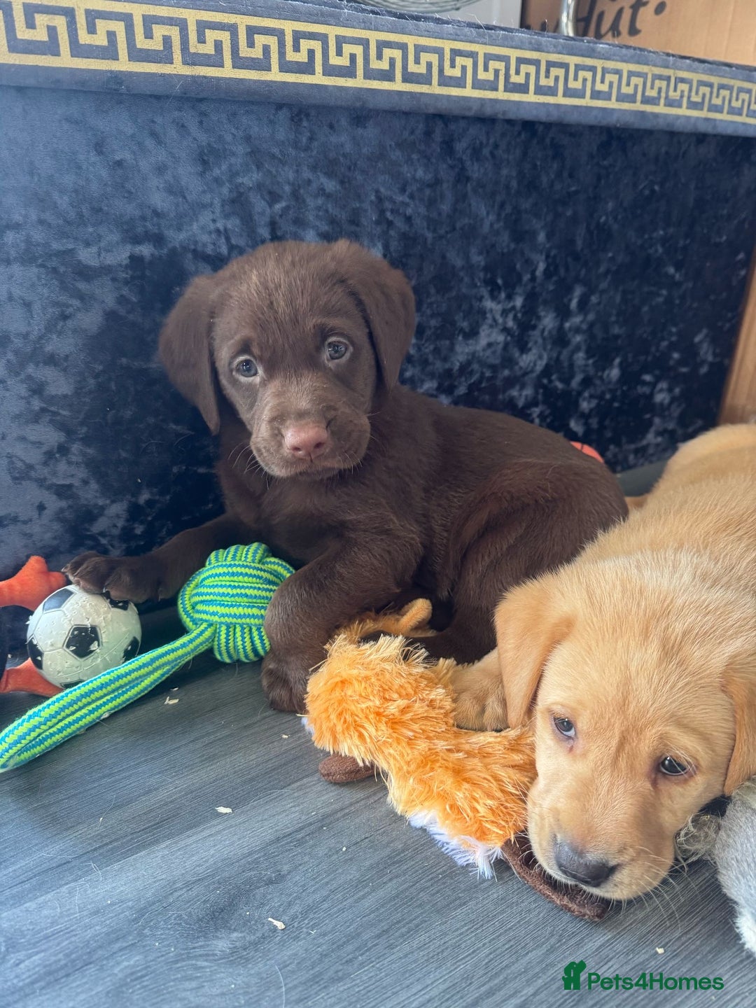 Labrador Retriever dogs for stud: KC REGISTERED LABRADOR STUD  in Worcester - Advert 7