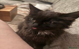 British Longhair cats for sale: Male kitten British long hair x mainecoone - Image 6