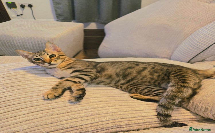 Maine Coon cats - Advert 12