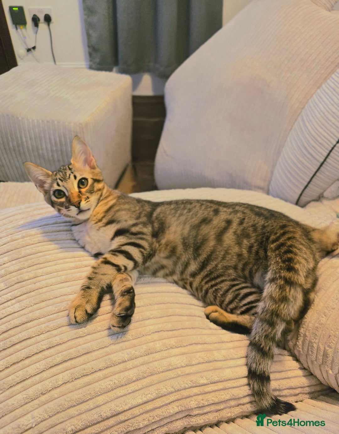 Maine Coon cats for sale: Savannah x Maine Coon  - Image 1