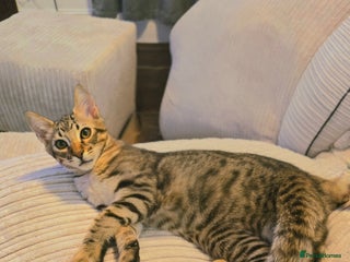 Maine Coon cats - Advert 14