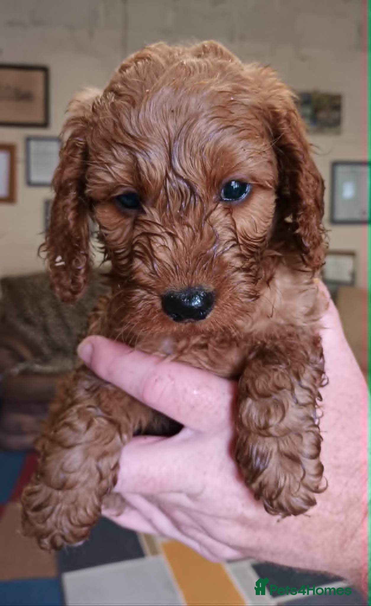 Cockapoo dogs STUNNING F1b COCKAPOO FROM 5* LICENCED BREEDER - Advert 8