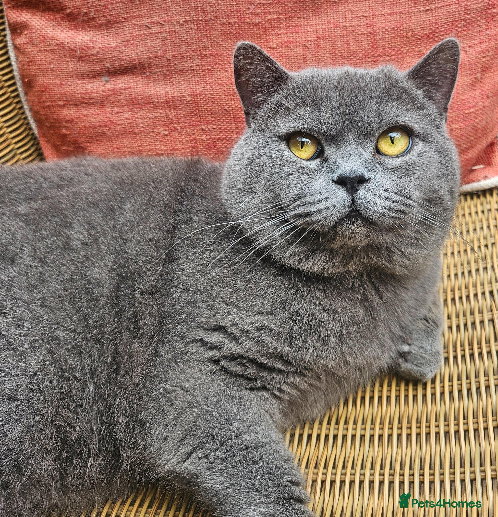 British Shorthair cats BLUE Boy - Advert 6