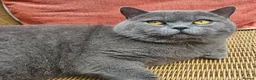 British Shorthair cats for sale: BLUE Boy - Advert 2