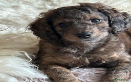 Cockapoo dogs for sale: Fb2 miniature cockapoo - Advert 21