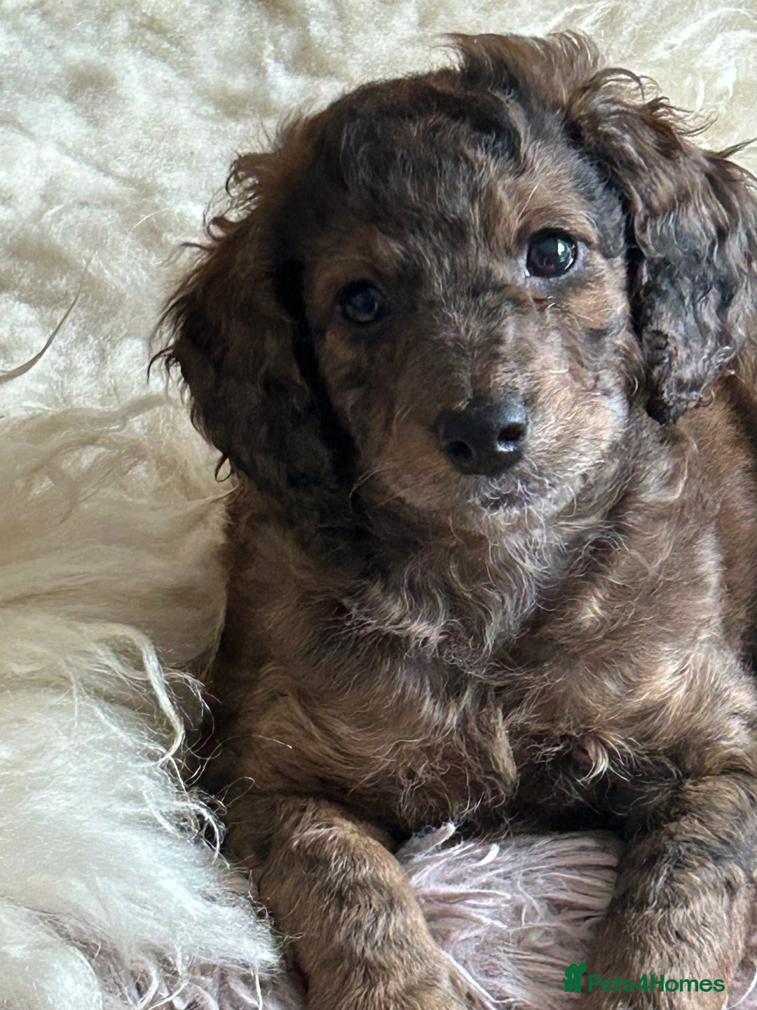 Cockapoo dogs for sale: Fb2 miniature cockapoo - Advert 21