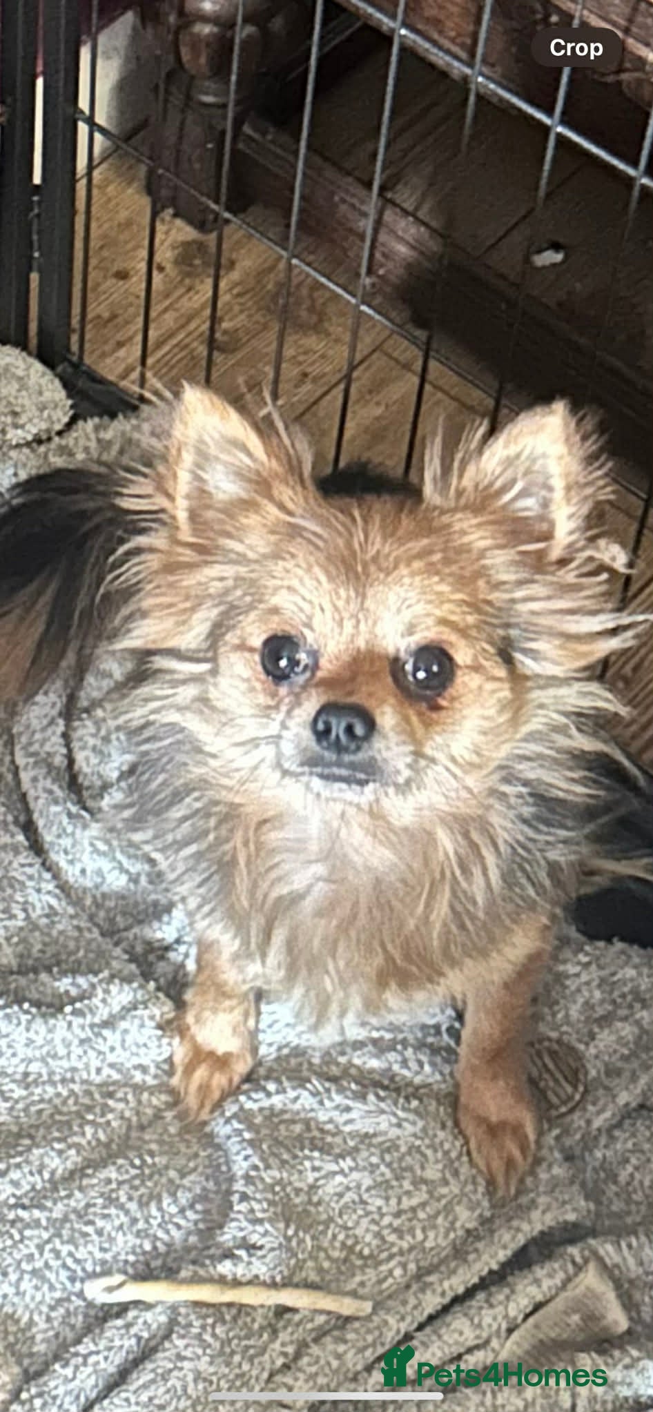 Chihuahua dogs Beautiful Female Merle Chihuahua  - Advert 2