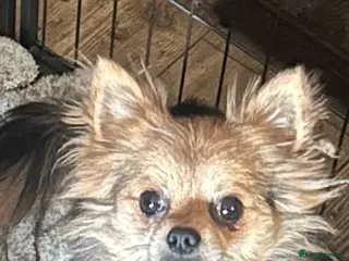 Chihuahua dogs Beautiful Female Merle Chihuahua - Advert 2