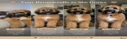 Saint Berdoodle dogs for sale: St berdoodle for sale  NO PICS OF MOTHER in Southend-on-Sea - Advert 2