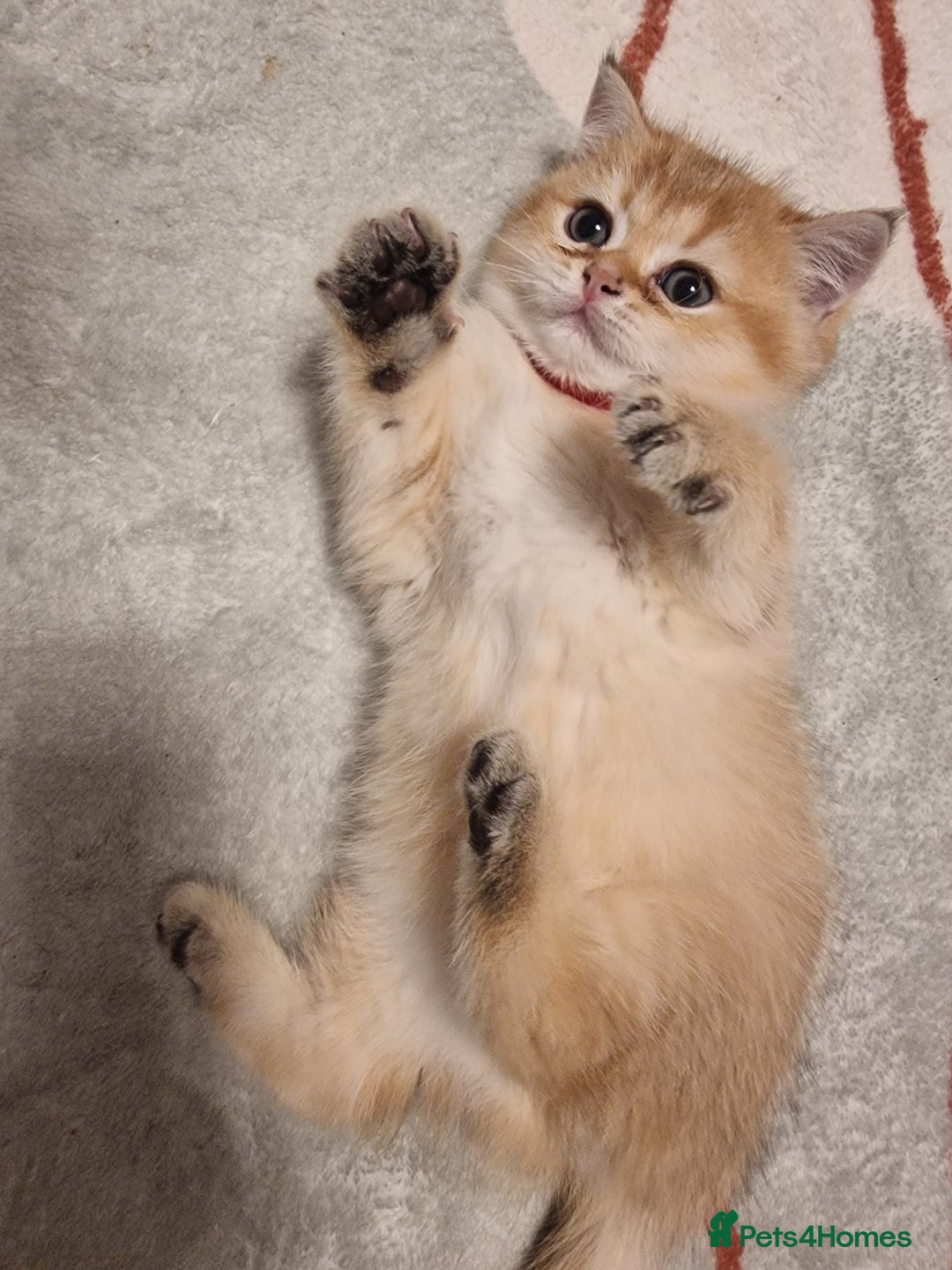 British Shorthair cats for sale: Stunning British shorthair Golden Chinchilla - Advert 3