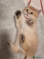 British Shorthair cats Stunning British shorthair Golden Chinchilla - Advert 7