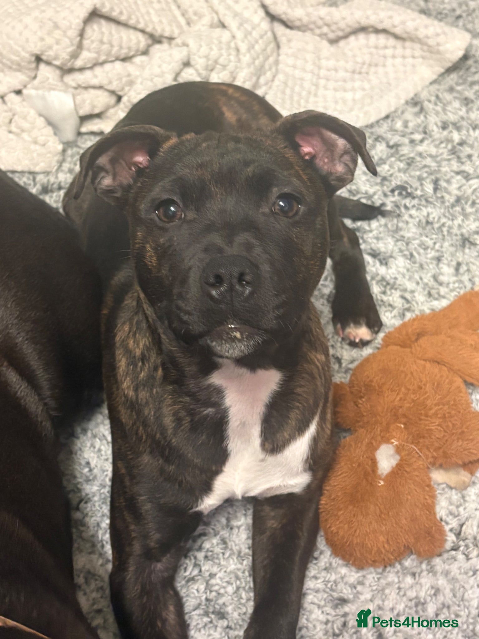 Staffordshire Bull Terrier dogs Staff  - Advert 16