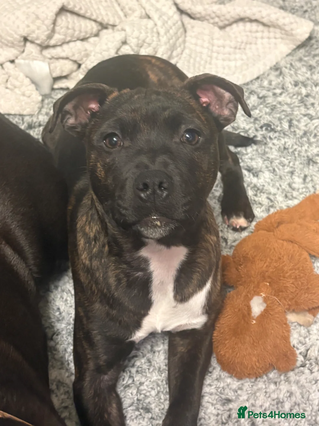 Staffordshire Bull Terrier dogs for sale: Staff  - Advert 1