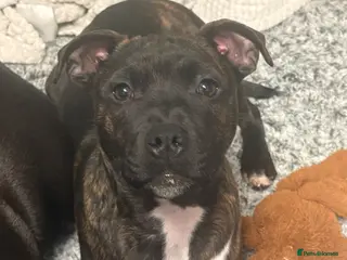 Staffordshire Bull Terrier dogs Staff - Advert 16