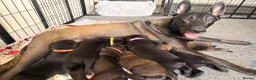 Belgian Shepherd Dog dogs for sale: Stunning Belgian Malinois Puppies  - Advert 1