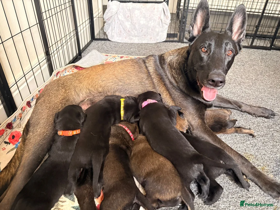 Belgian Shepherd Dog dogs for sale: Stunning Belgian Malinois Puppies  - Advert 1