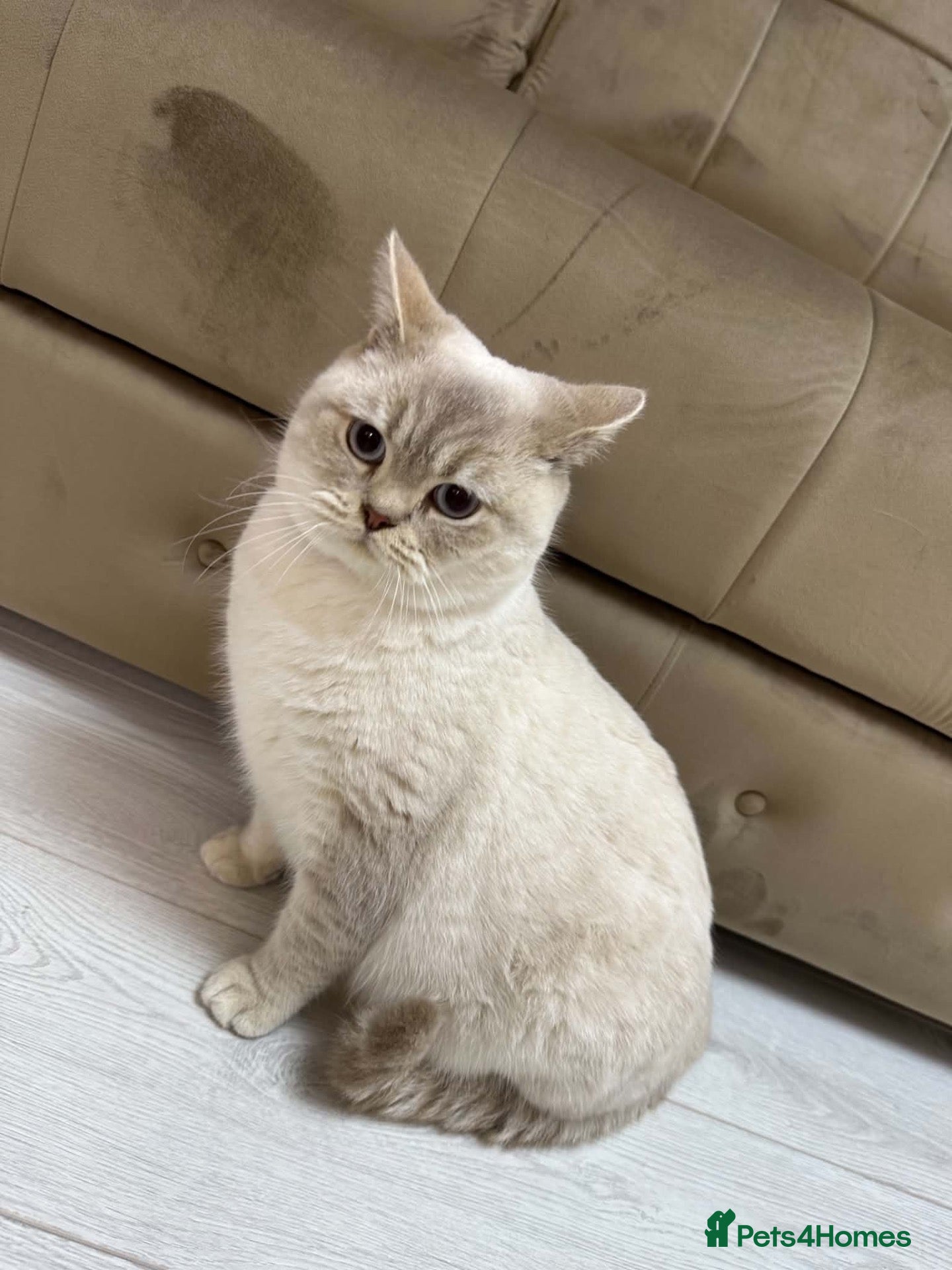 British Shorthair cats Brittish shorthair  - Advert 1