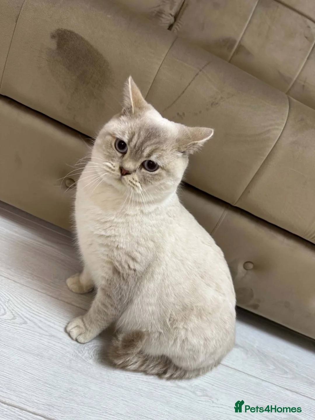 British Shorthair cats for sale: Brittish shorthair  - Advert 1