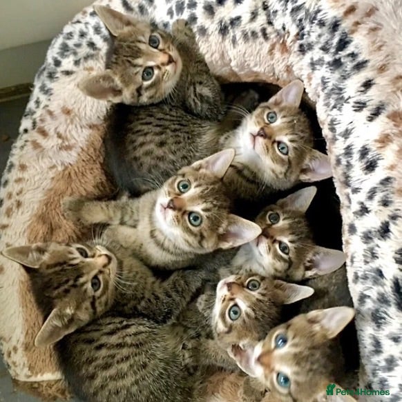 Bengal cats Bengal X Kittens With Famous Siblings!  - Advert 2